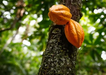 Preço do cacau bate recorde em Nova York