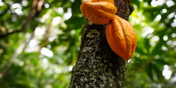 Preço do cacau bate recorde em Nova York