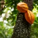 Preço do cacau bate recorde em Nova York