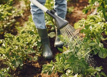 Em Iraquara agricultura traz renda e autonomia a mulheres