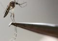 Alerta: Secretária da Saúde se reunirá com 62 prefeitos para tratar sobre a dengue