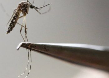 Alerta: Secretária da Saúde se reunirá com 62 prefeitos para tratar sobre a dengue