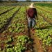 Sancionada lei de crédito para modernização da agricultura familiar