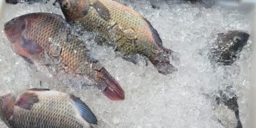 Semana santa: Mercado do Peixe terá mais uma edição do ‘viradão’ de 35 horas